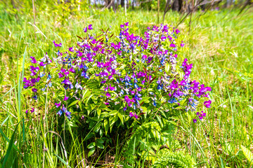 Chyna vernalis or Lathyrus vernus blooms luxuriantly in a meadow with bright blue and purple flowers, selective focus