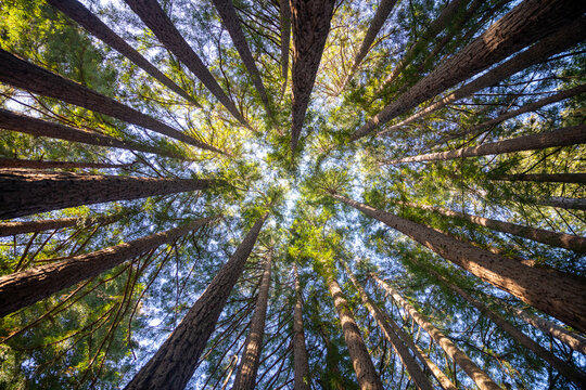 Redwood grove - Powered by Adobe