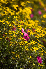 flowers in the park