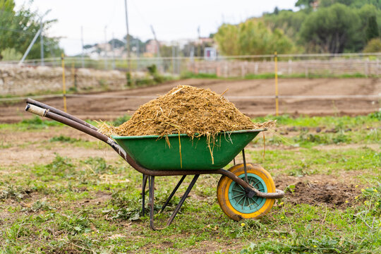 Wheelbarrow with dung and dirty straw