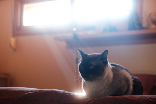 Siamese cat on bed