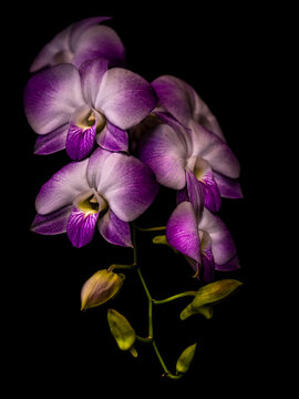 spray of purple orchids
