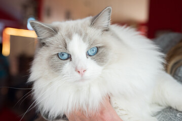 Beautiful cat with blue eyes