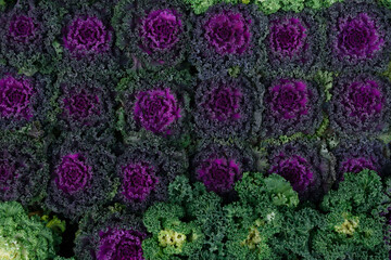 Rows of ornamental kale