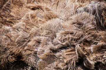 animal texture of an ostrich