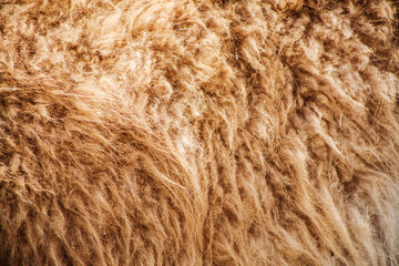 Texture of the fur of a sheep