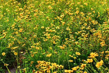 Obraz premium In spring, the park is full of yellow flowers. The Chinese name is Gesang flower, which is in northern China.