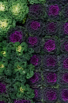 Ornamental kale background