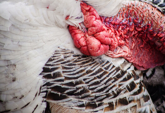 Animal texture of a turkey