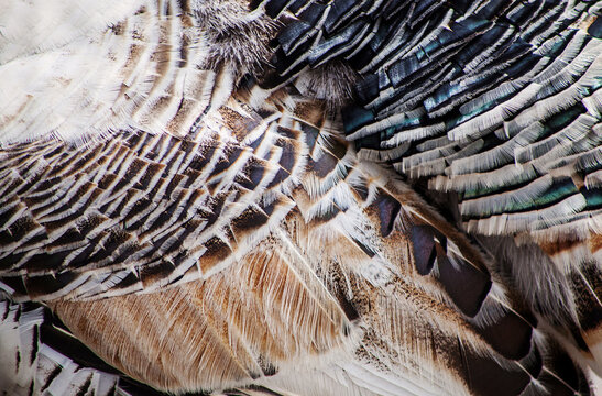 White Feathers Of A Turkey
