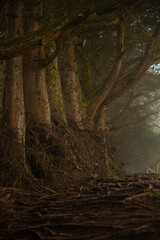 huge orange trees are in the mist creating a magical atmosphere, with big roots, the trees create a linear perspective. Jungle, mountains, Salento, Colombia