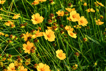 Fototapeta premium In spring, the park is full of yellow flowers. The Chinese name is Gesang flower, which is in northern China.