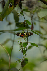 a beautiful butterfly with black wings, red and yellow spots on its wings, sitting on a branch of a tropical tree in the jungle of the exotic country of Colombia