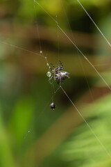 Tropical grey spider of an interesting shape, weaving a web. On the cobweb of water droplets, on a green background in the tropical exotic forest of Colombia