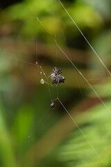 Tropical gray spider of an interesting shape, weaving a web. On the cobweb of water droplets, on a green background in the tropical exotic forest of Colombia