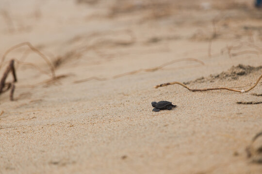 baby sea turtle walking on the sand of Oaxaca 