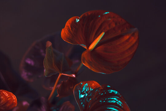 Red Anthurium
