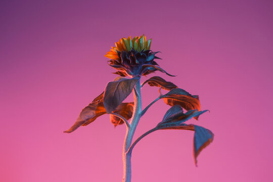 Sunflower over pink background