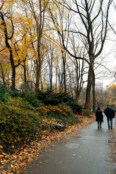 Walking path in Central Park. 