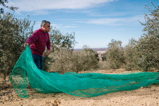 Man working in olive field during harvest season