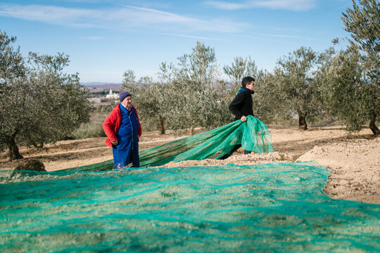 Farmers preparing to harvest olives
