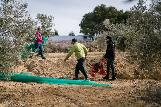 Gardeners carrying rototiller in olive field