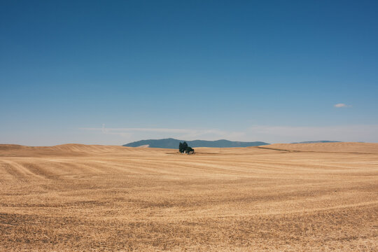 Homestead in the prairie