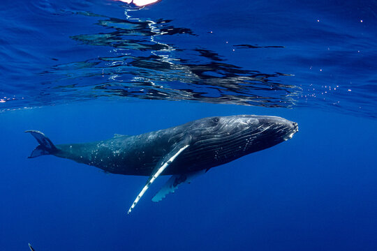 Humpback Whale Near the Surface