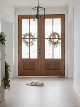 Cute puppy napping by front door