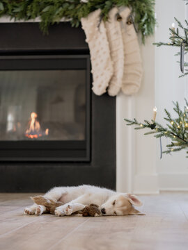 Small puppy dog sleeping in front of fire