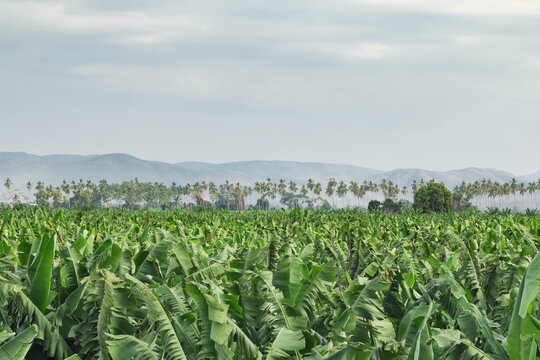 banana trees landscape in Colima México