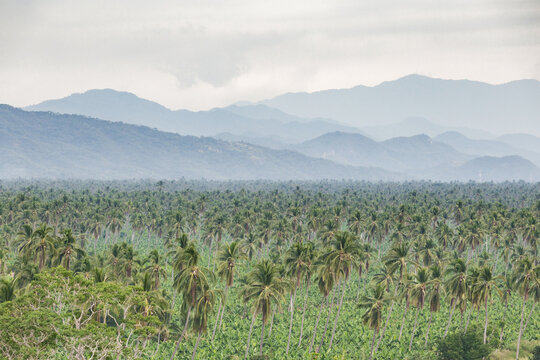 Palm tree landscape in Colima M&eacute;xico