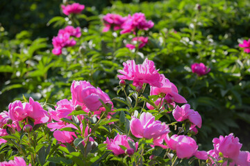 Peonies in full bloom in city parks