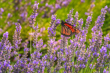 Monarch butterfly enjoying lavender flowers 