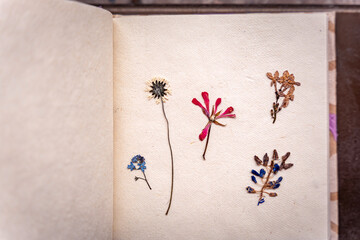 Herbarium, dried small wild flowers on a handmade papyrus paper