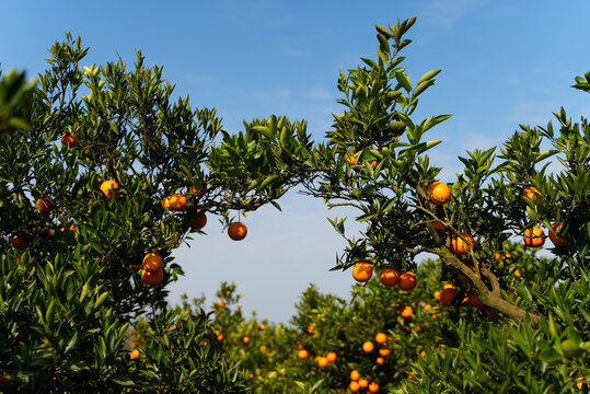 orange farm