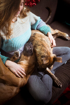 Dogs playing together on woman's legs