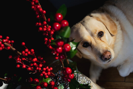 Holly Plant And Golden Labrador Crossbreed 