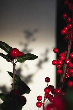 Holly Plants And Its Shadow