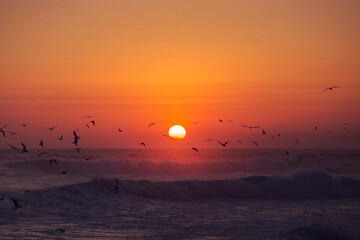 Naklejka premium birds flying in the sunset