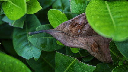 leaf with drops