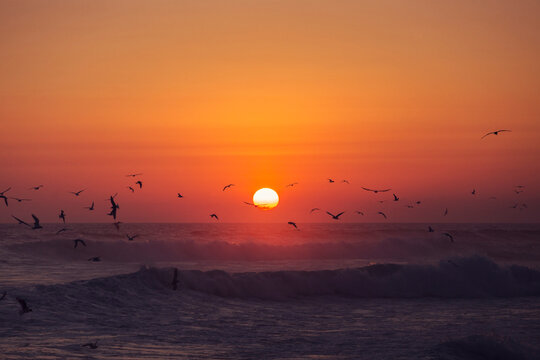 birds flying in the sunset