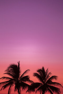 silhouette of palm trees in a pink sunset