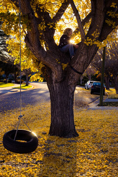 Girl in a Tree 