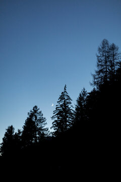 moon with trees at nocturne light
