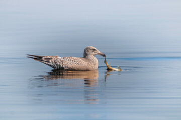  A juvenile seagull is pulling out the fish from the water 