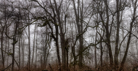 Canadian rain forest with green trees. Early morning fog in winter season. Tynehead Park in Surrey, Vancouver, British Columbia, Canada. Dark Artistic Nature Background