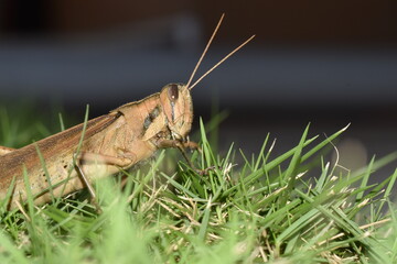 Cunupia, Trinidad and Tobago- December 28, 2021: A macro shot of a locust on the grass of a backyard lawn in Central Trinidad.