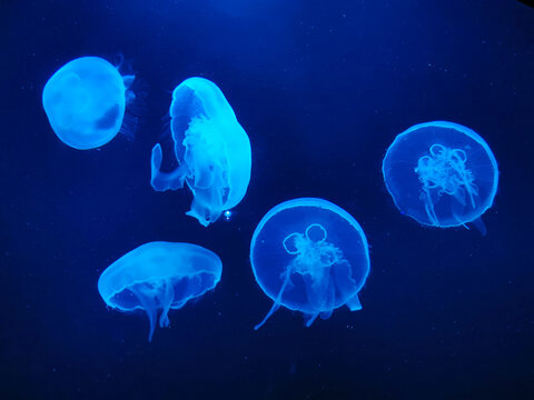 white jellyfish in dark blue water