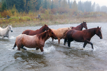 Wild Horses River Crossing